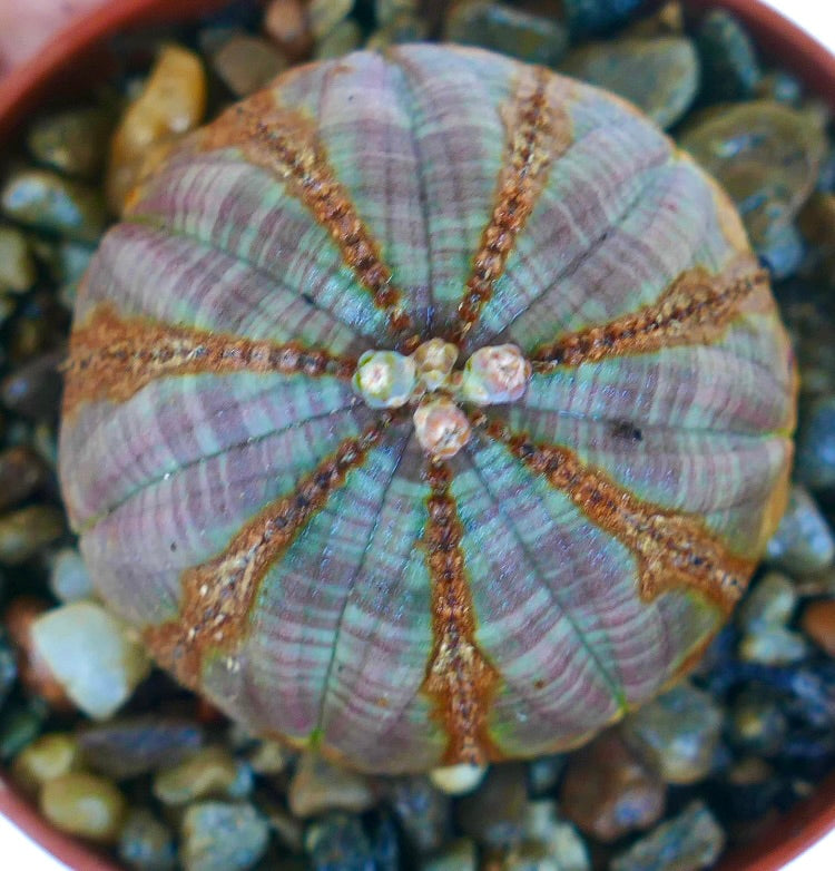Top view Euphorbia obesa, highlighting its symmetrical ribs, soft grey-green surface, and aligned brown ridges with flower buds forming at the center.