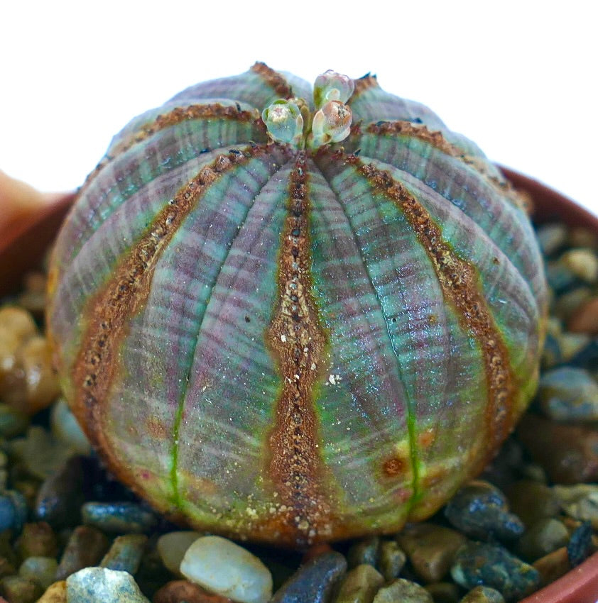 Side angle Euphorbia obesa, displaying a greyish round body with pronounced vertical brown lines and several pale green flower buds at the apex.