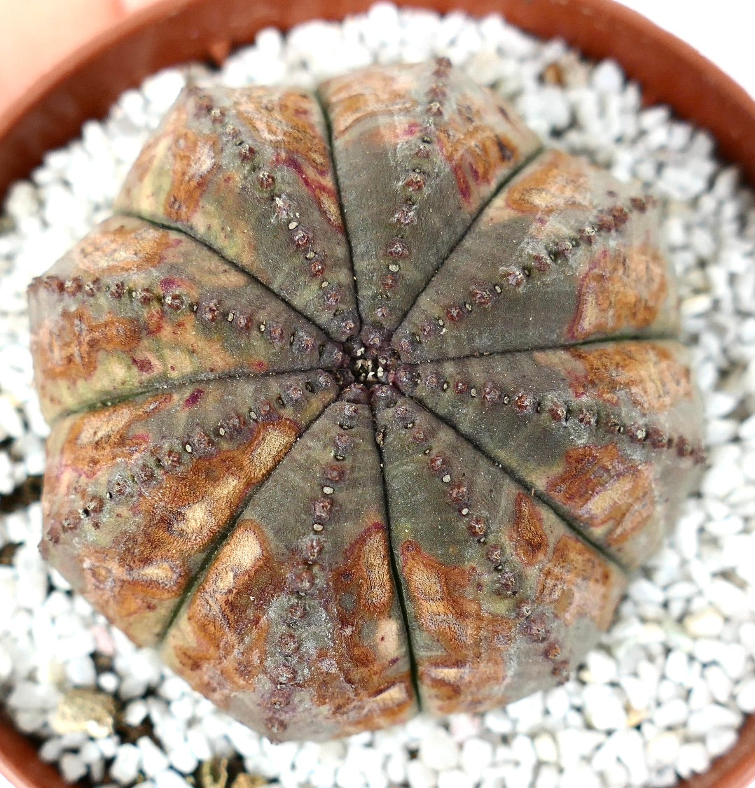 Euphorbia obesa sukkulent med avrundede ribber og brune mønstrede merker i potte