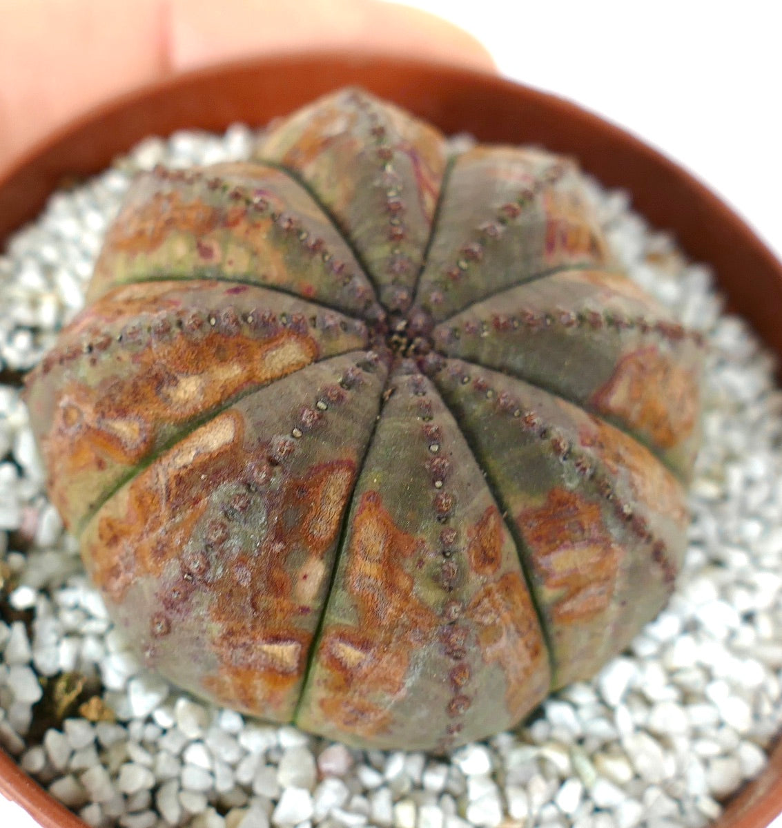 Euphorbia obesa sukkulent kaktus med rund form og brune mønstrete markeringer