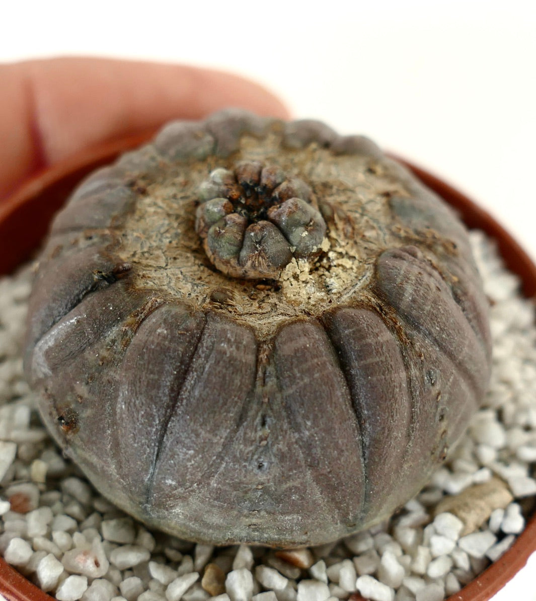 Euphorbia obesa GREY with MONSTRUOSUS APEX