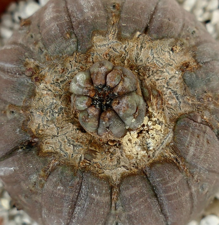 Euphorbia obesa GREY with MONSTRUOSUS APEX