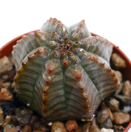Cactus suculento Euphorbia obesa con crestas redondeadas y pequeños tubérculos marrones