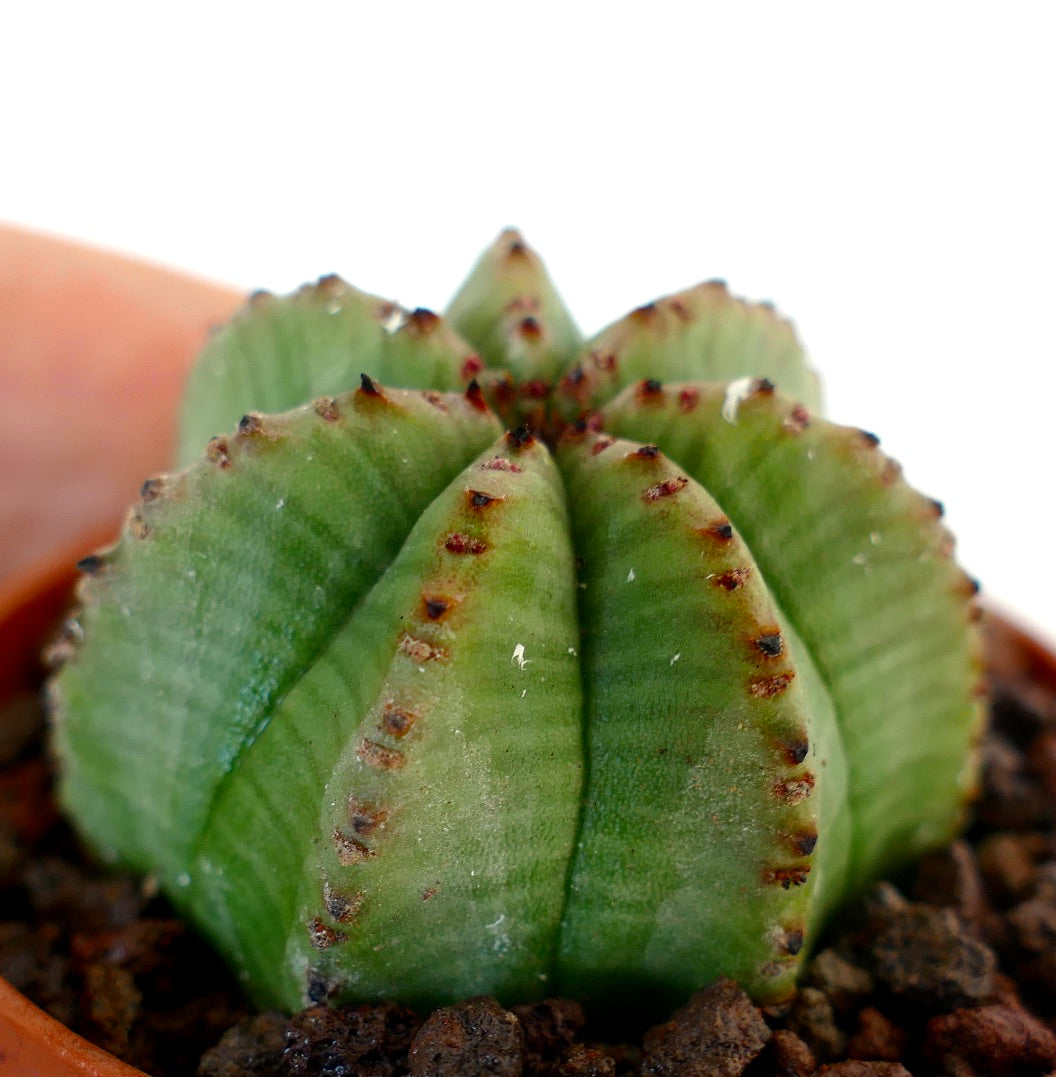 幅10cmオーバー　ユーフォルビア　オベサ　ヴィンテージ ユーフォルビア コレクション | Botanical Archive | ご覧