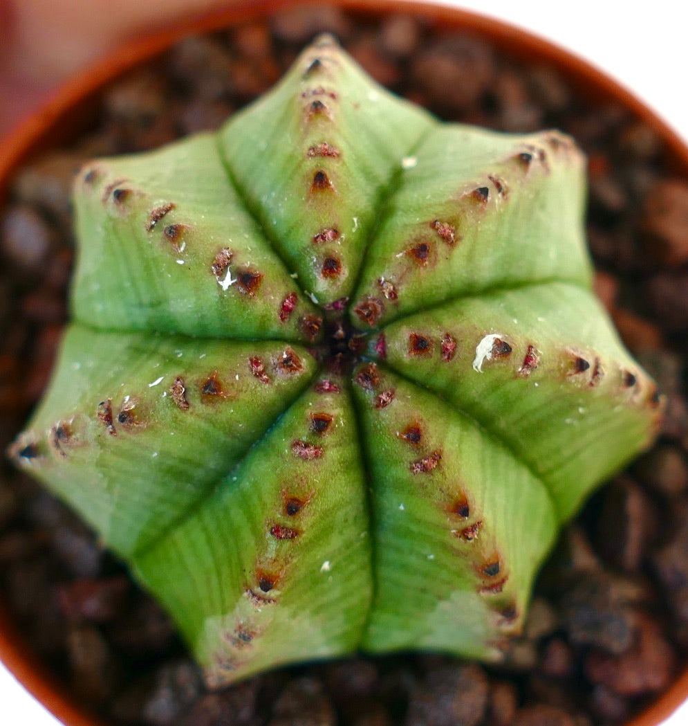 ユーフォルビア・オベサ | Botanical Archive | 珍しい多肉植物の宝石