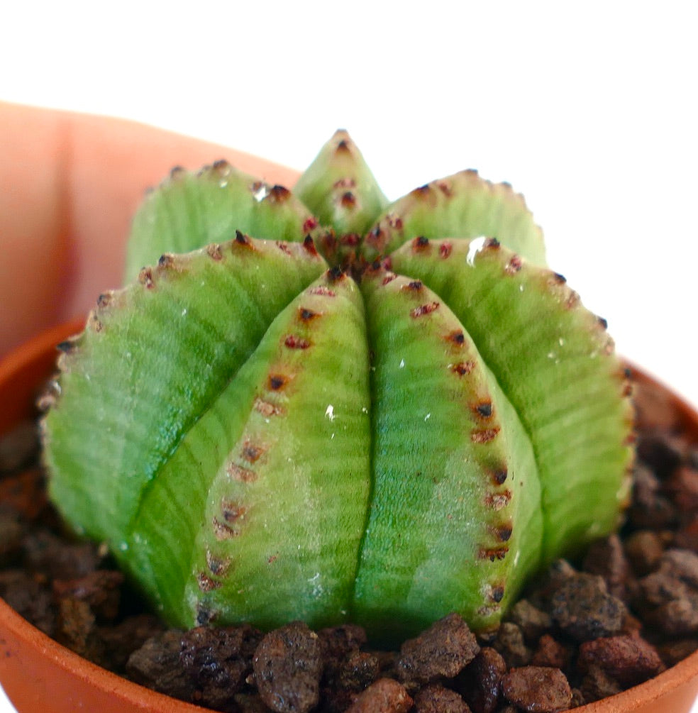 Euphorbia obesa succulent with rounded green lobes and small brown spines in pot