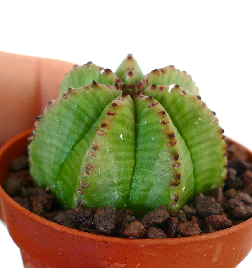 Euphorbia obesa succulent cactus with rounded ridges and brown spine spots in terracotta pot