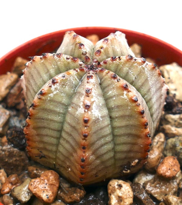 Euphorbia obesa sukkulent med ribbet grågrønn kropp og små mørke tornspisser