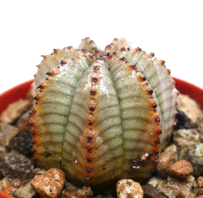 Euphorbia obesa sukkulent med ribbet, avrundet grågrønn kropp og små brune areoler
