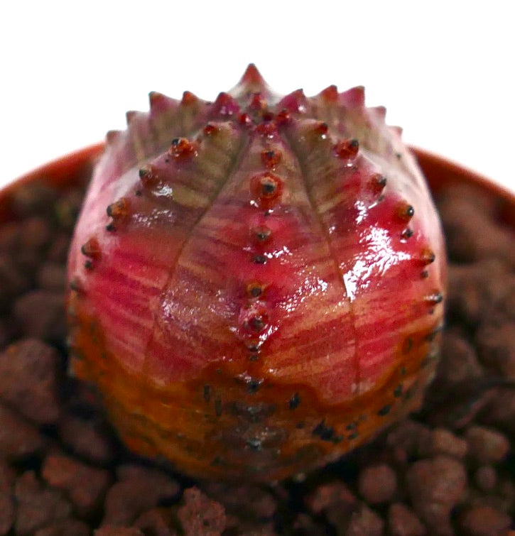 Euphorbia obesa sukkulent kaktus med røde, variert fargede, runde ribber og små torner