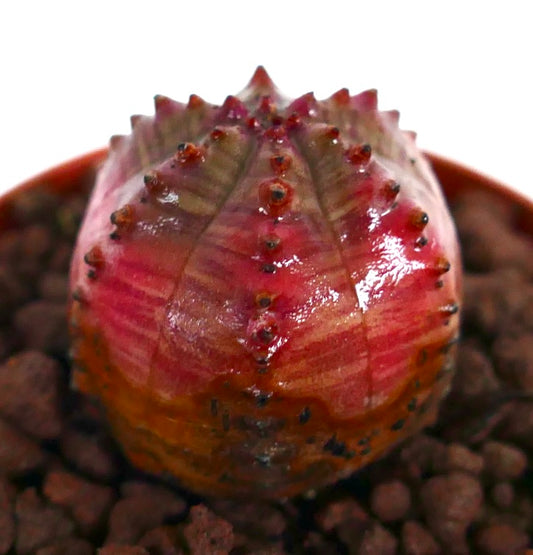 Euphorbia obesa sukkulent kaktus med røde, variert fargede, runde ribber og små torner