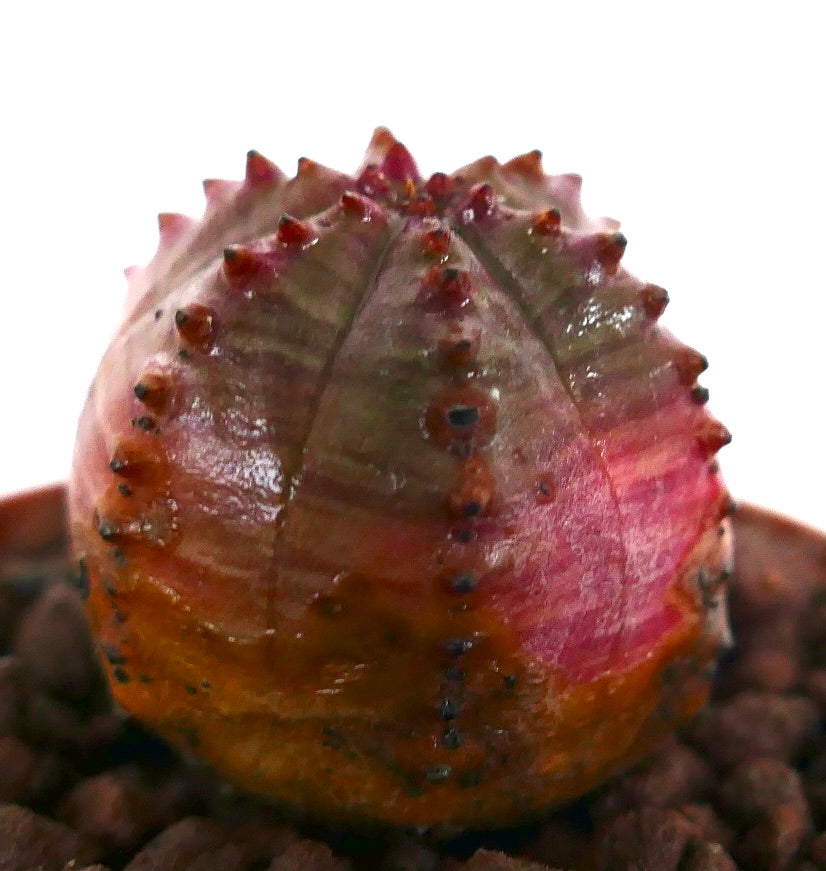 Euphorbia obesa hybrid rød kikko sjelden sukkulent med avrundede ribber og små knøler