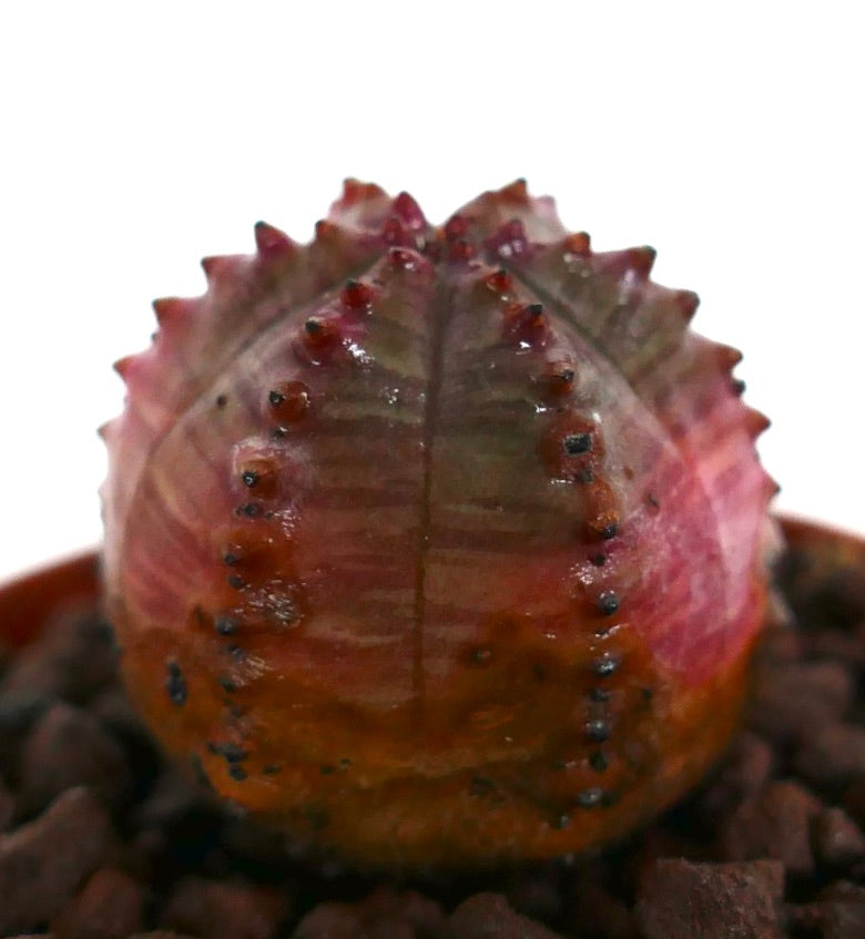 Euphorbia obesa sukkulent med avrundede ribber og små røde knoller på teksturert overflate