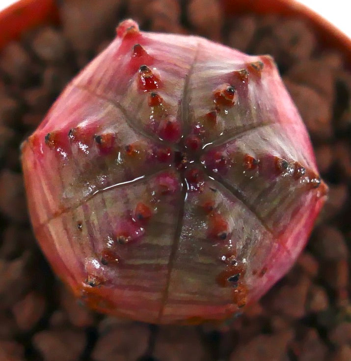 Euphorbia obesa sukkulent med rund, stjerneformet form og rødaktige knoller