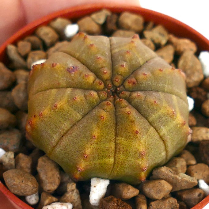 Euphorbia obesa vetplant met afgeronde ribben en kleine roodachtige uitgroeisels op een gestructureerd oppervlak