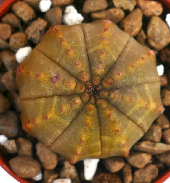 Euphorbia obesa vetplant met een afgerond geribd lichaam en kleine rode areolen in potgrond