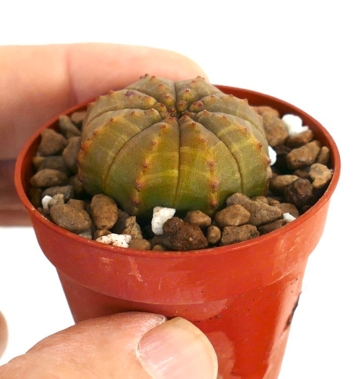 Euphorbia obesa kleine ronde vetplant met geribbelde structuur en roodachtige areolen in pot