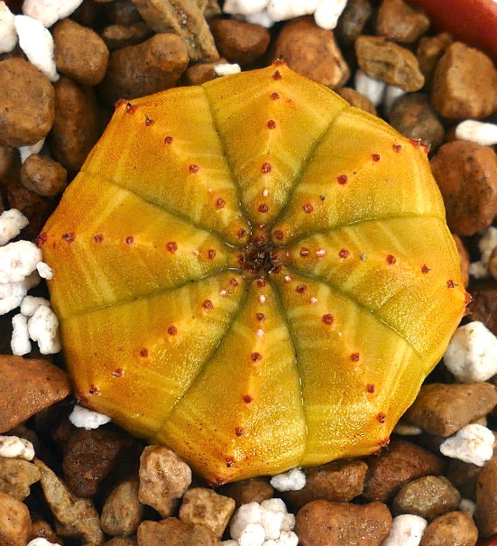 Euphorbia obesa sukkulent med gul ribbet kropp og små rødaktige knuter