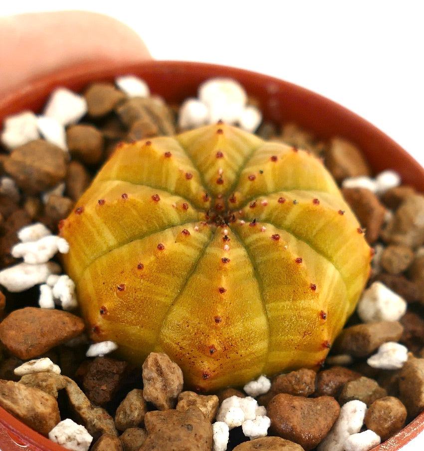 Euphorbia obesa sukkulent kaktus med rund, gul ribbet kropp og små brune areoler