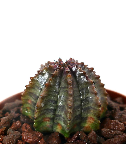 Euphorbia obesa hybrid sukkulent med ribbet, teksturert grønn og brun stengel