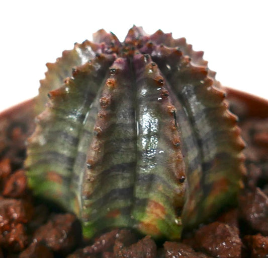 Euphorbia obesa hybrid sukkulent med ribbet, avrundet form og subtile grønne og lilla nyanser