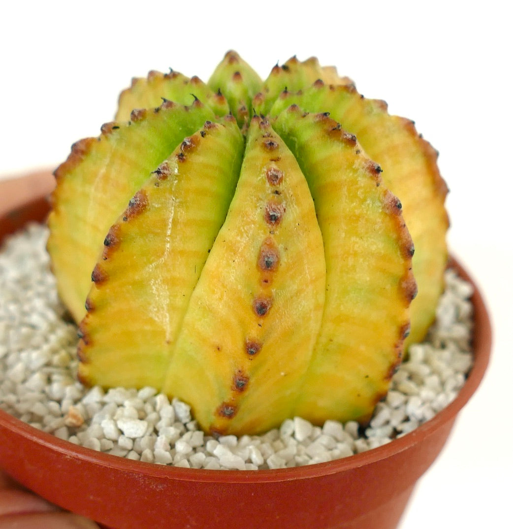 Euphorbia obesa HYBRID yellow