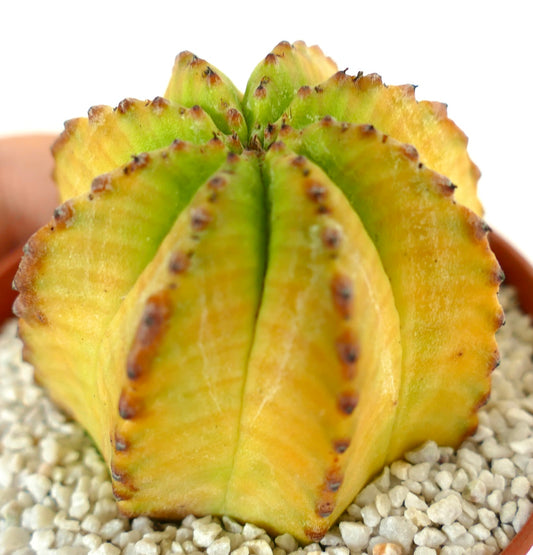 Euphorbia obesa HYBRID yellow