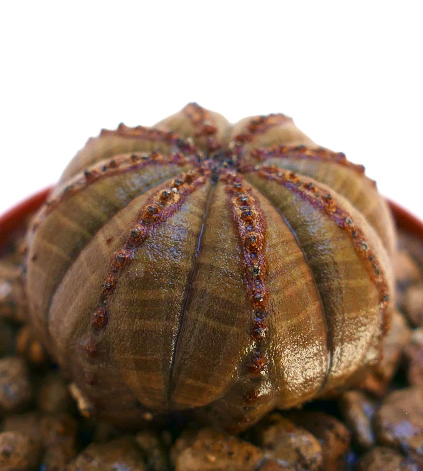 Euphorbia obesa succulent cactus with rounded ribs and small brown areoles