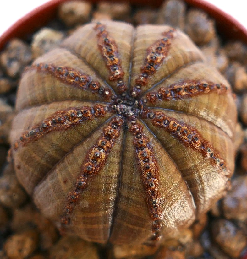Euphorbia obesa succulent cactus with brown ridges and textured surface in potting mix
