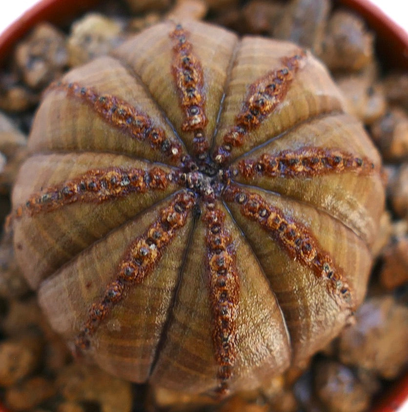 Euphorbia obesa succulent with ribbed, rounded shape and brown textured lines