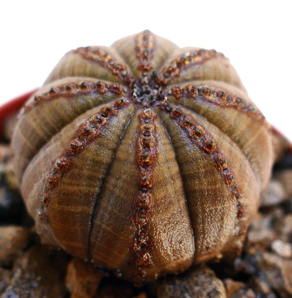 Euphorbia obesa succulent cactus with rounded ribs and textured brown lines