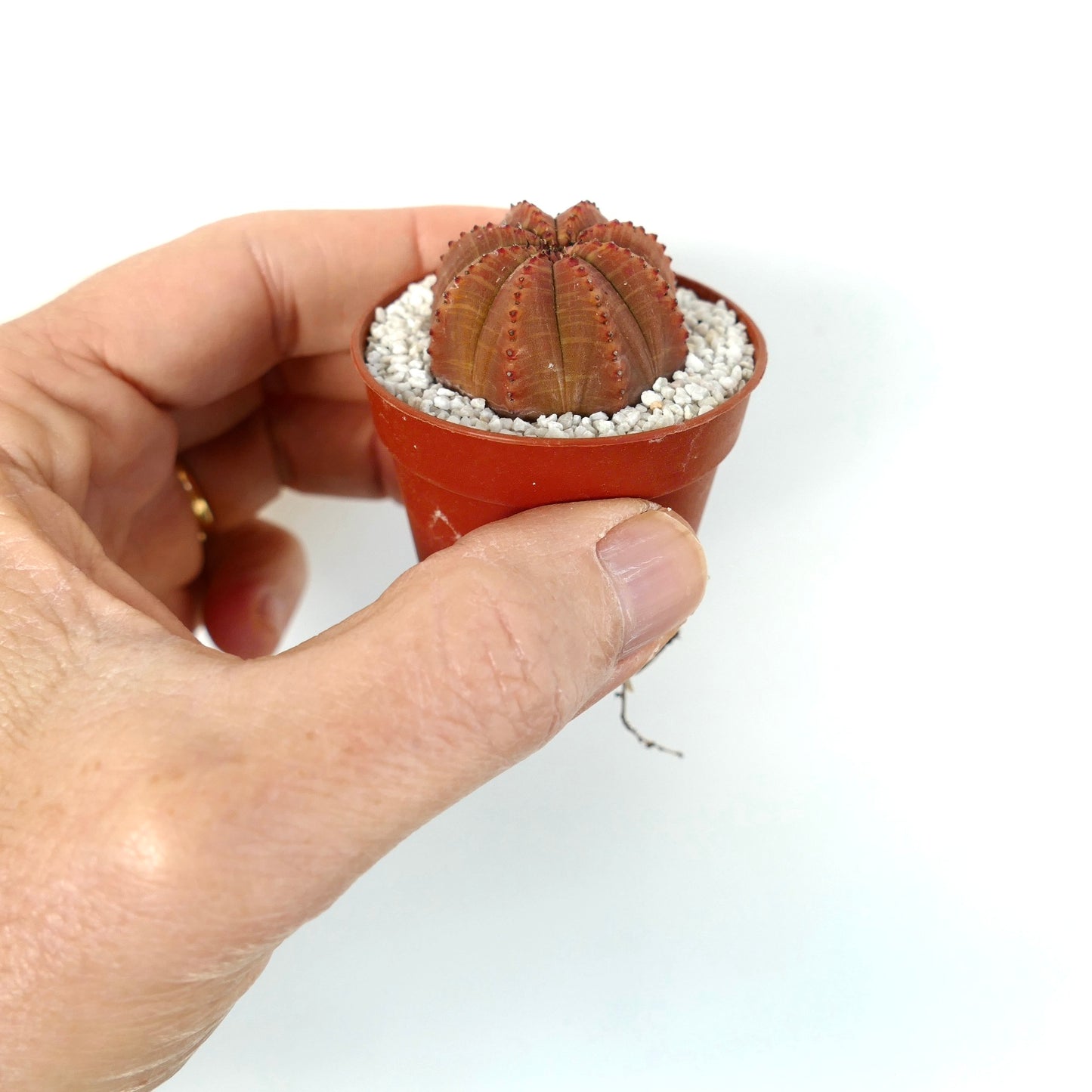 Euphorbia obesa piccola succulenta con creste arrotondate e colorazione rosso scuro in vaso