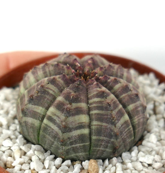 Euphorbia obesa suculenta cactus con cuerpo redondeado de rayas verdes y moradas en maceta