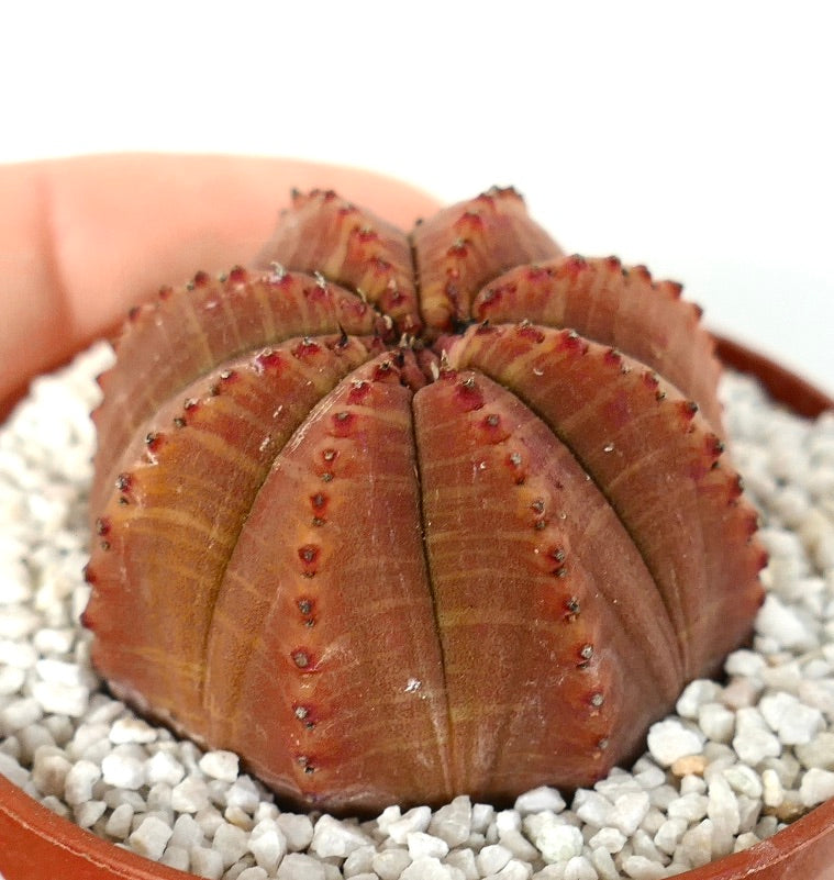 Euphorbia obesa cactus succulento con costole segmentate di colore rosso scuro e piccole spine in vaso