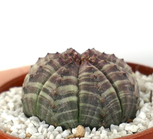 Suculenta Euphorbia obesa con cuerpo redondeado acanalado con franjas verdes y moradas en maceta