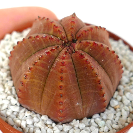 Euphorbia obesa succulent with dark red ribbed body and small spines in white gravel pot