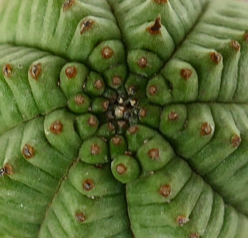 Euphorbia obesa sukkulent med avrundede ribber og små brune areoler på nært hold