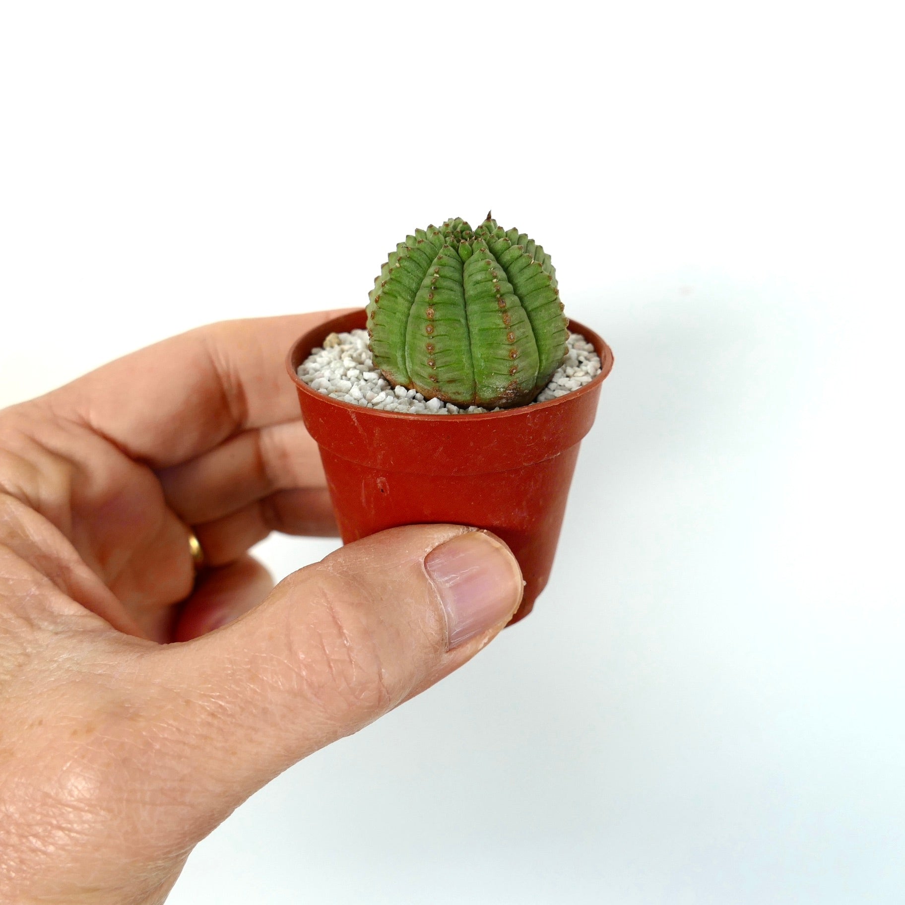 Euphorbia obesa liten rund sukkulent med ribbet grønn kropp i minipotte