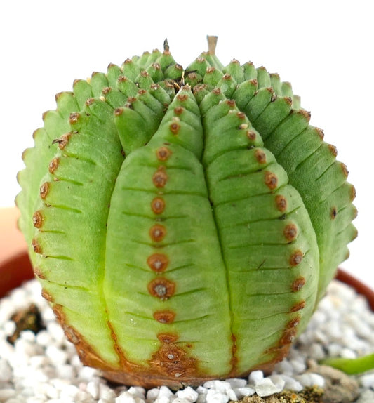Suculenta Euphorbia obesa con cuerpo verde redondeado y acanalado y pequeñas areolas marrones