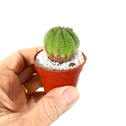 Euphorbia obesa pequeña suculenta redonda con cuerpo verde acanalado y base marrón en maceta