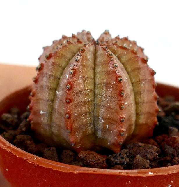 Euphorbia obesa small round succulent with ribbed structure and reddish spines in pot