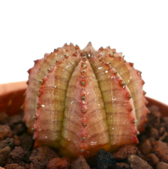 Euphorbia obesa succulent with ribbed, rounded shape and reddish-brown hues on textured surface
