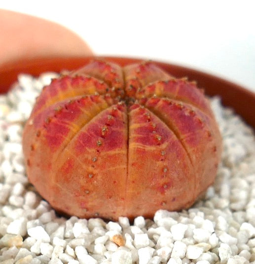 Euphorbia obesa pequeña suculenta con cuerpo acanalado y redondeado y tonos rojo-anaranjados