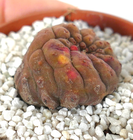 Suculenta Euphorbia obesa con crestas redondeadas y superficie texturizada con manchas rojas en maceta