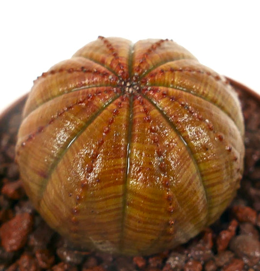 Euphorbia obesa sukkulent med rundet, ribbet kropp og små rødlige knoller