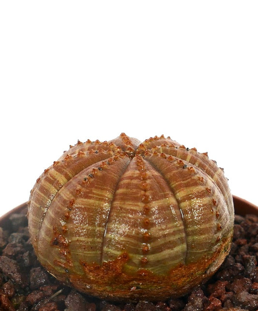 Euphorbia obesa sukkulent med stripete, lys brun, rund kropp og små knøler