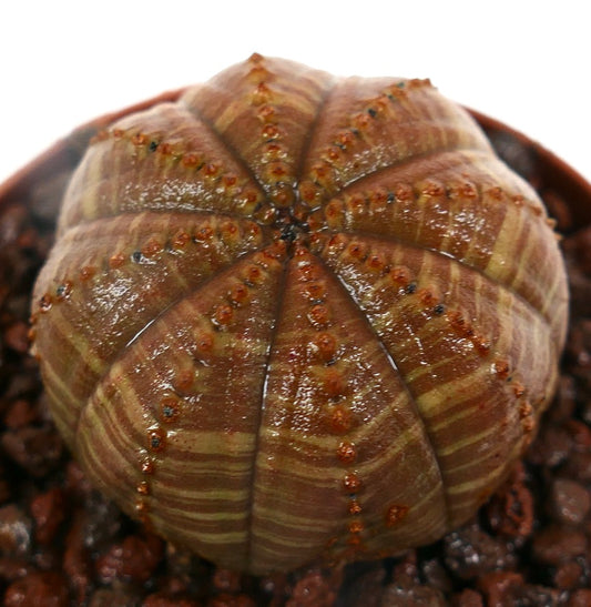 Euphorbia obesa sukkulent med lyst brunt stripemønster og små oransje tuberkler