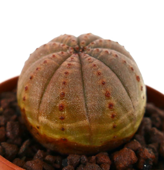 ユーフォルビア・オベサ 多肉植物 丸みのある肋状の体と小さな茶色のアレオーレ付き 鉢植え