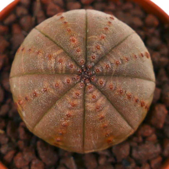 Euphorbia obesa sukkulent kaktus med rund ribbet kropp og små brune tuberkler