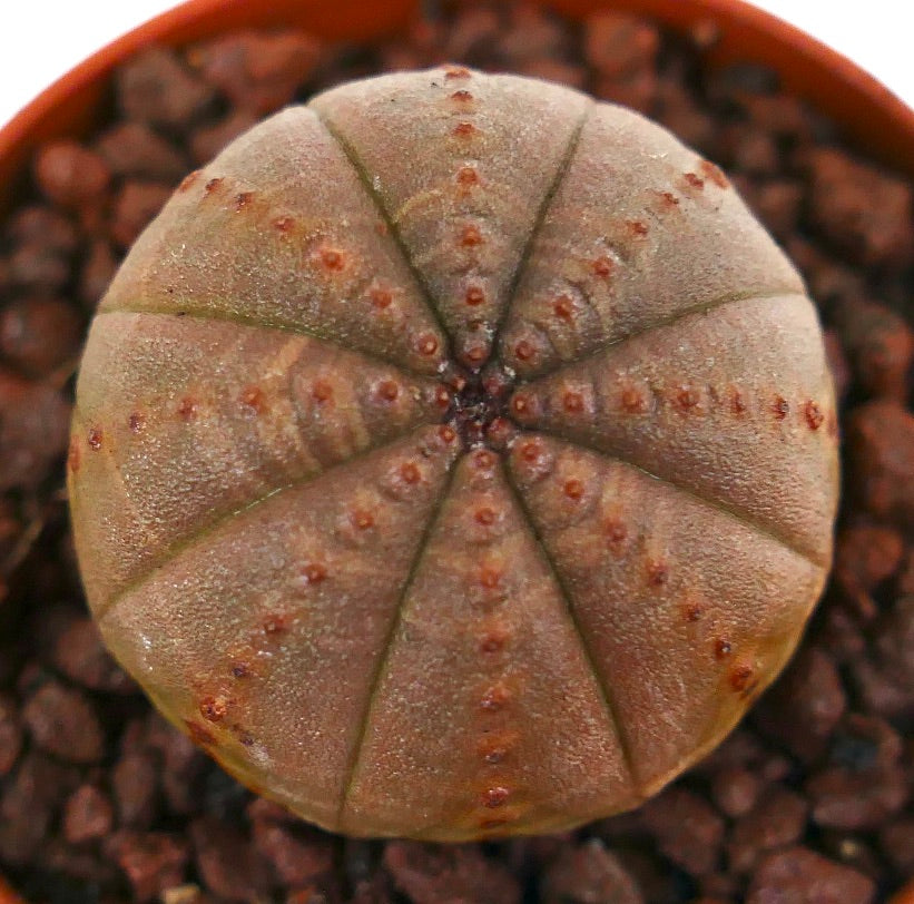 Euphorbia obesa sukkulent kaktus med avrundet ribbet kropp og små brune areoler